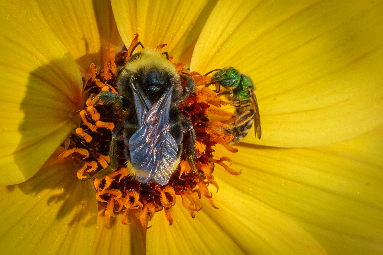 Bumblebee and green sweat bee sharing a yellow flower